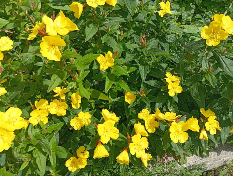 Oenothera fruticosa